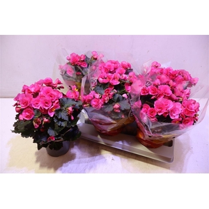 Beg Hl Adonia Pink