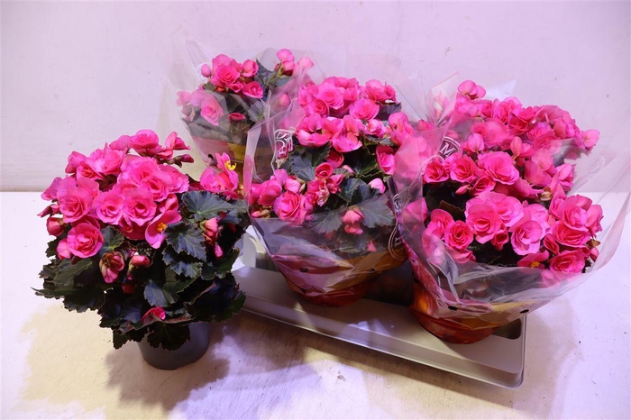 <h4>Beg Hl Adonia Pink</h4>