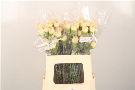 <h4>Di St Minami Peach</h4>