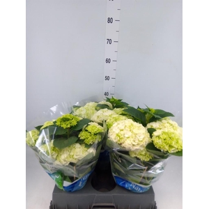 Hydrangea mac. 'Wudu'