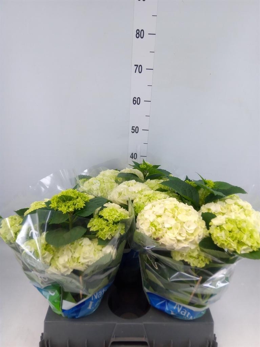 <h4>Hydrangea mac. 'Wudu'</h4>