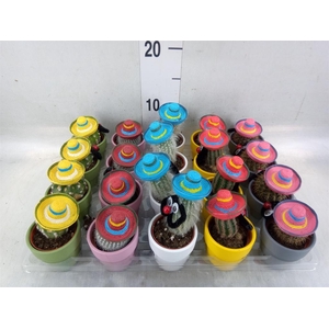 Cactus   ...decorated