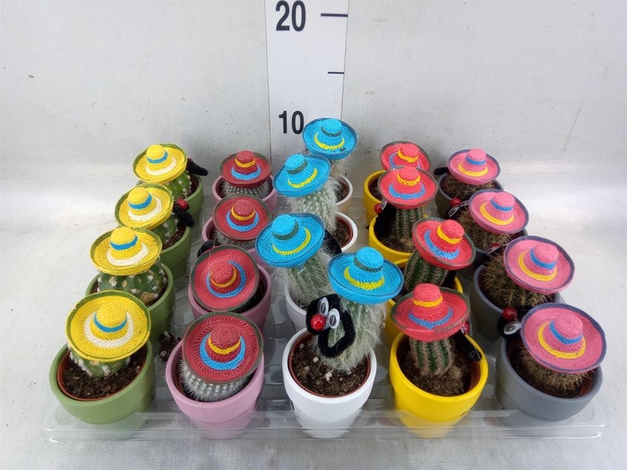 <h4>Cactus   ...decorated</h4>