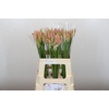 Nerine Vesta K