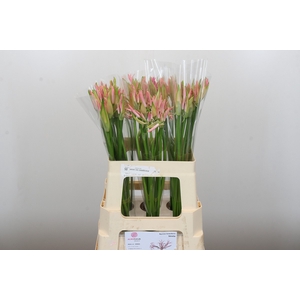 Nerine Vesta K