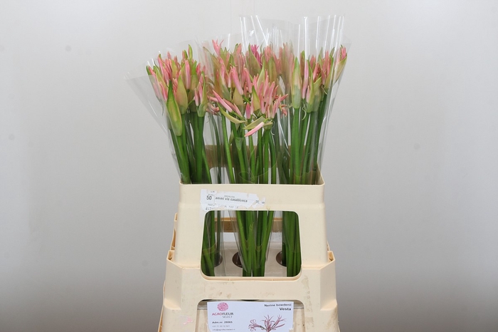 Nerine Vesta K