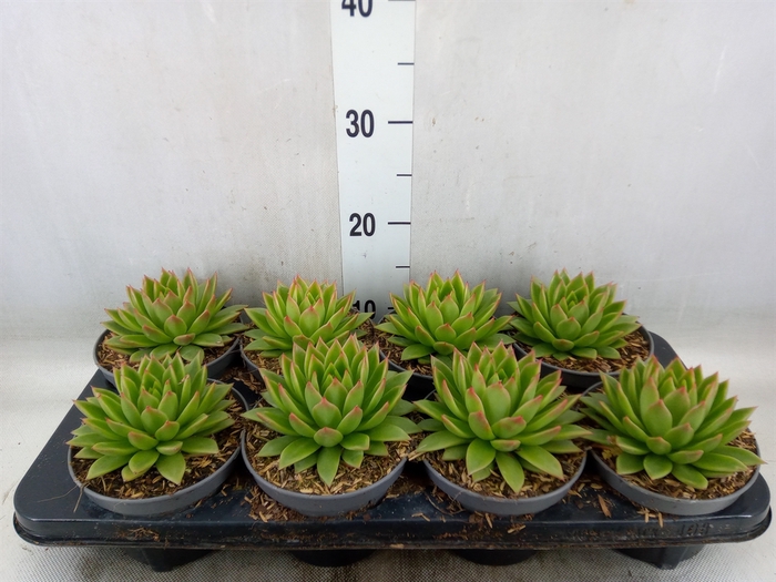 <h4>Echeveria   ...mix</h4>