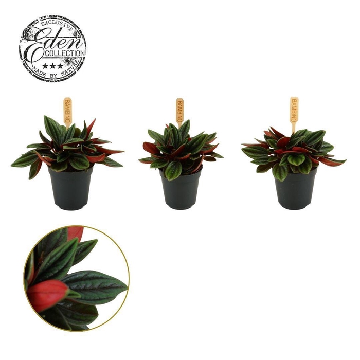 <h4>Peperomia Rosso 5,5cm</h4>