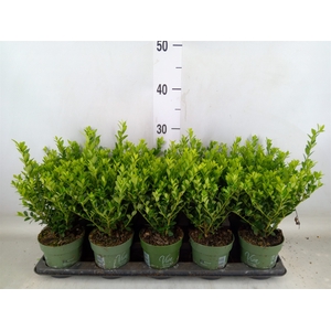 Ilex crenata 'Jenny'