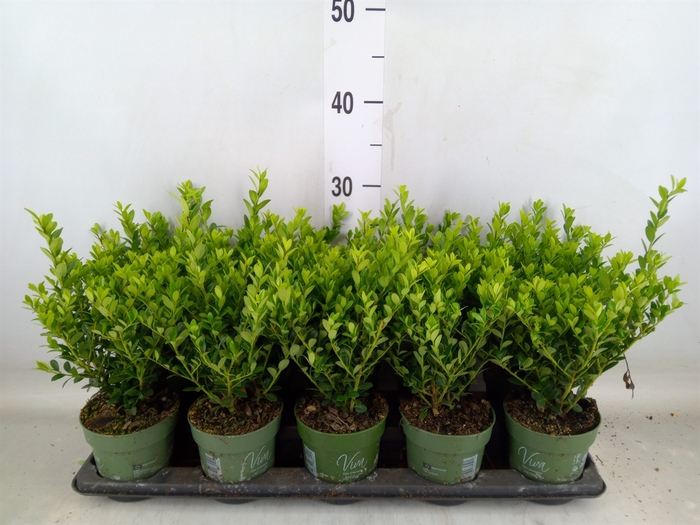 <h4>Ilex crenata 'Jenny'</h4>