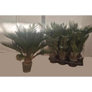 CYCAS REVOLUTA