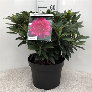 Rhodo. 'Anah Kruschke' pink/purple