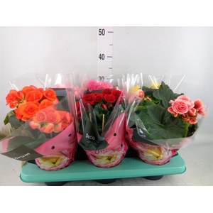 Begonia elat. DU   ...mix
