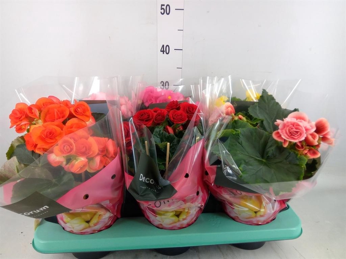 <h4>Begonia elat. DU ...mix</h4>