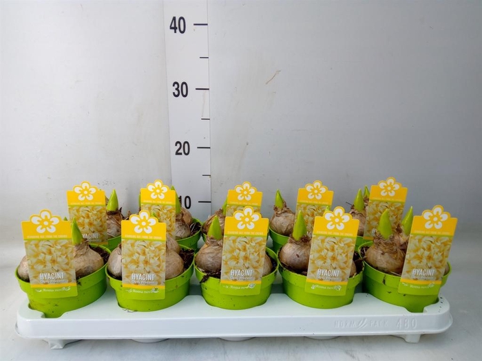 <h4>Hyacinthus orie. ...</h4>