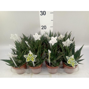 Aloe   ...