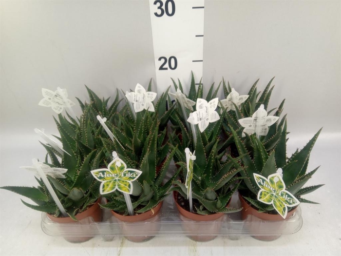 <h4>Aloe   ...</h4>