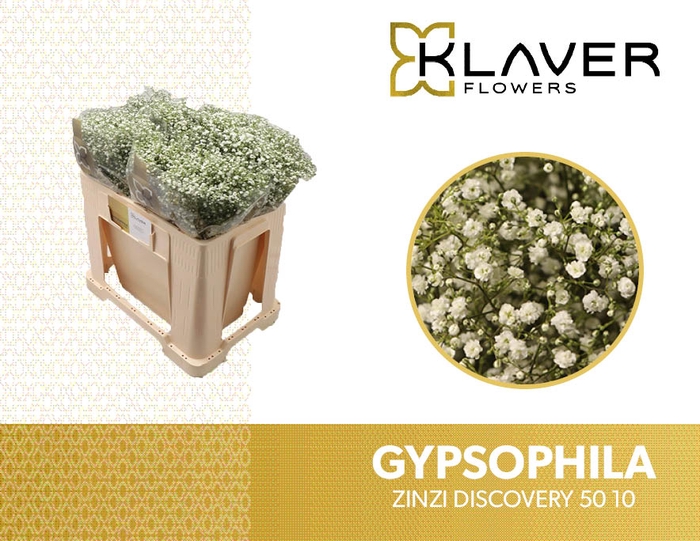 <h4>Gyps Pa Zi Discovery</h4>