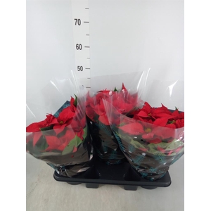 Euphorbia pulc. 'Christ Feel'