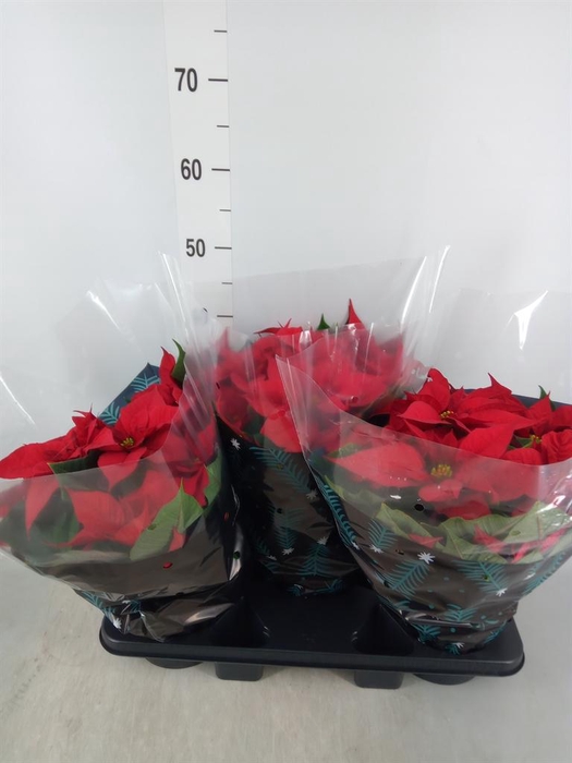 <h4>Euphorbia pulc. 'Christ Feel'</h4>