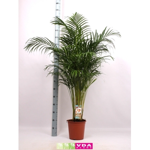 Areca P27 L165