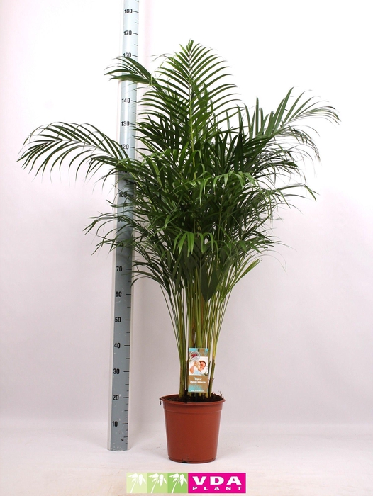 <h4>Areca P24 L160</h4>