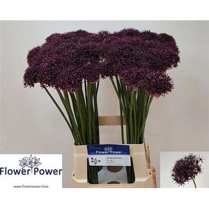 Allium Atropurpureum