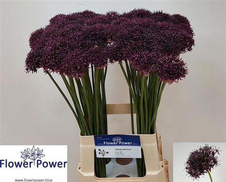 <h4>Allium Atropurpureum</h4>