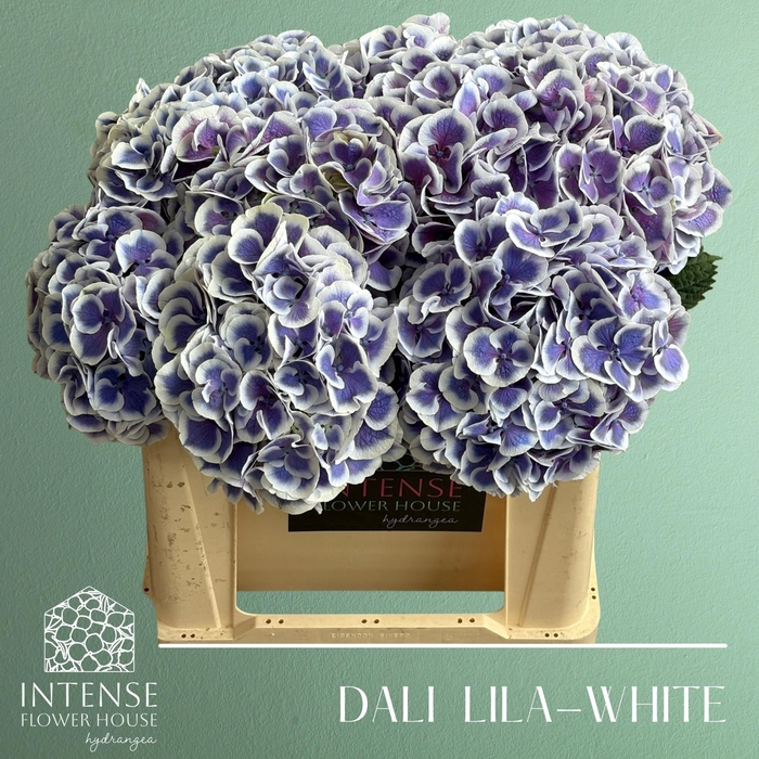 <h4>HYDR M BEAU DALI</h4>