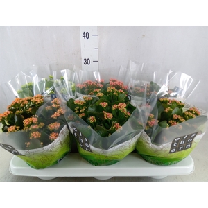 Kalanchoe blos.   ..rosebud mix  4