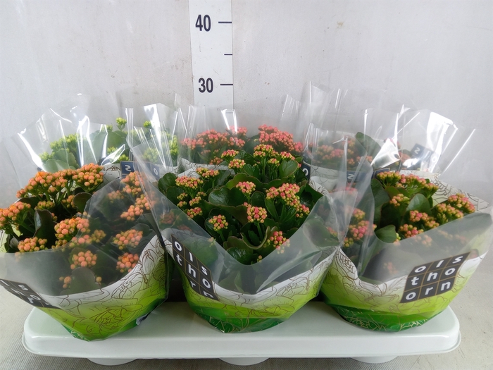 <h4>Kalanchoe blos.   ..rosebud mix  4</h4>