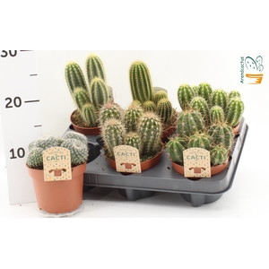 CACTUS GEM