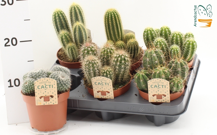<h4>CACTUS GEM</h4>