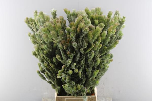 <h4>Adenanthos Ov L 70</h4>