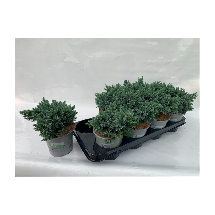 <h4>JUNIPERUS SQUAMATA BLUE STAR</h4>