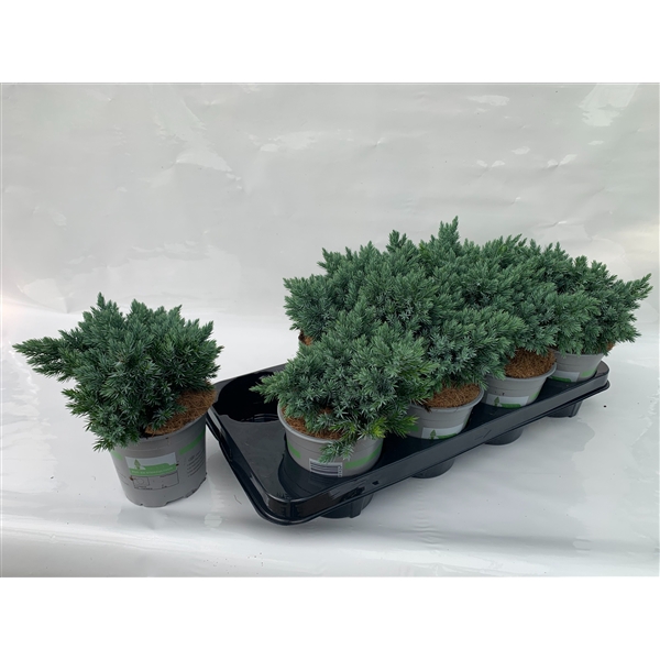 JUNIPERUS SQUAMATA BLUE STAR