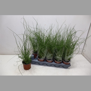 Juncus Ef Spiralis