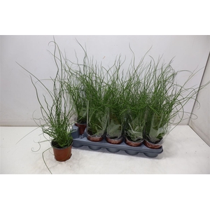 Juncus Ef Spiralis