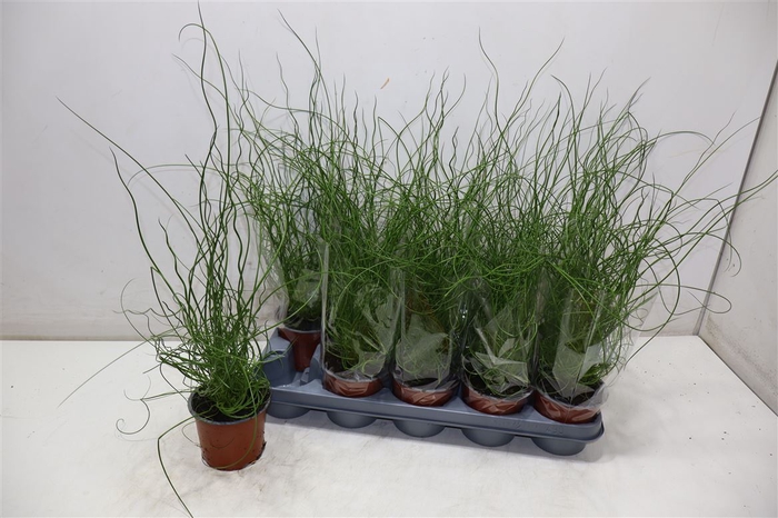 <h4>Juncus Ef Spiralis</h4>