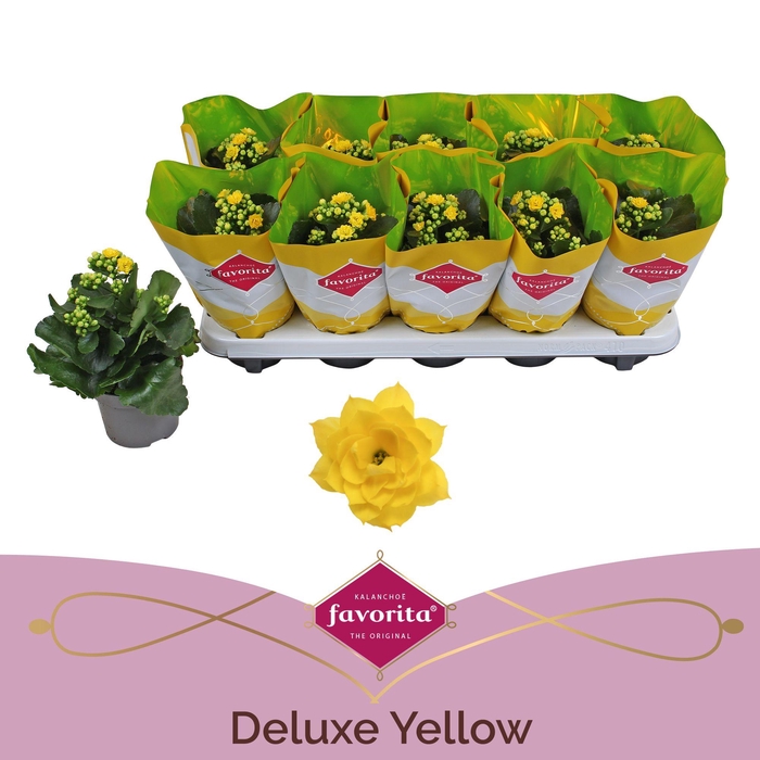 <h4>Kalanchoe Double Deluxe Yellow Stadium 1</h4>