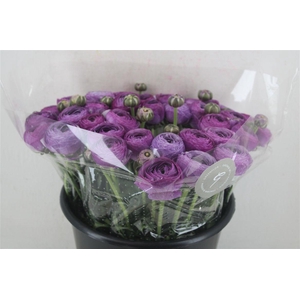 Ran Cloni Sup Nonno Antonio Parmela