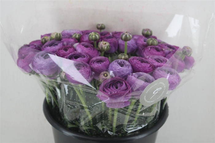 <h4>Ran Cloni Sup Nonno Antonio Parmela</h4>