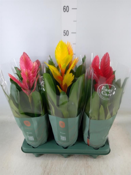 <h4>Vriesea   ...mix</h4>