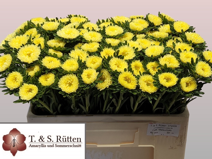 <h4>Callis Mats Yellow Ruetten</h4>