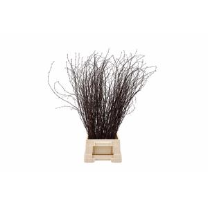 Berk 70cm Laquered Naturel Pbs