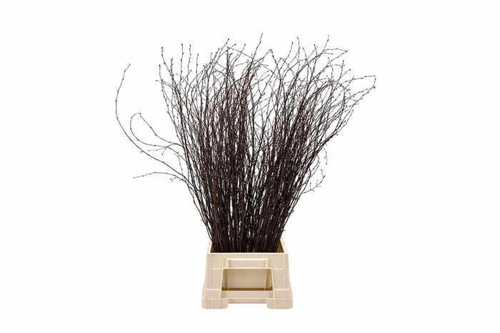 <h4>Berk 70cm Laquered Naturel Pbs</h4>