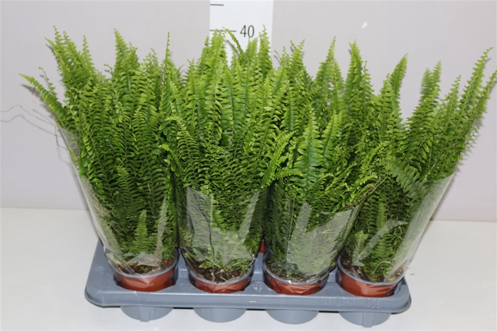 <h4>Nephrolepis Ex Green Lady</h4>