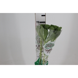 BRASSICA OLERACEA CRANE WHITE 060 CM