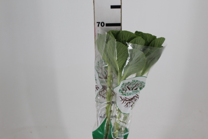 <h4>BRASSICA OLERACEA CRANE WHITE 060 CM</h4>