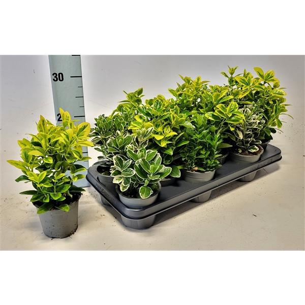 <h4>Euonymus Japonica Mixtray</h4>